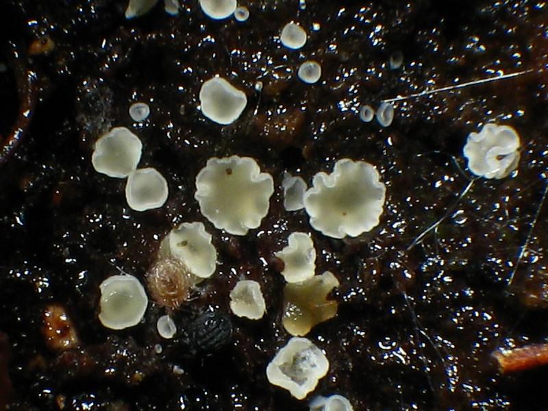 Представитель Семейства Hyaloscyphaceae
